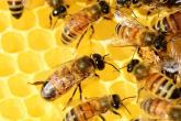 În atenția apicultorilor autorizați sanitar-veterinar din raionul Dubăsari