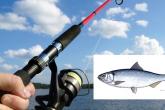 Din 14 mai se permite pescuitul scrumbiei de Dunăre în bază de permis