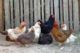 A început Campania de informare vizavi de gripa aviară