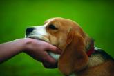 Controlul populaţiei de câini fără stăpân – controlul rabiei