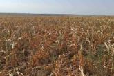 Guvernul a aprobat alocarea ajutorului financiar destinat compensării parțiale a prejudiciului cauzat de seceta pentru culturile agricole de grupa a II