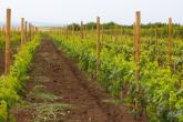 Viticultorii din raion invitați la atelier de lucru regional