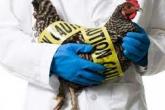RECOMANDĂRI în contextul unui nou caz de gripă aviară în Republica Moldova