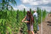 Agricultura conservativă &ndash; soluții moderne pentru adaptarea sectorului agricol la schimbările climatice
