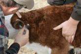 Măsuri pentru prevenirea antraxului la animale